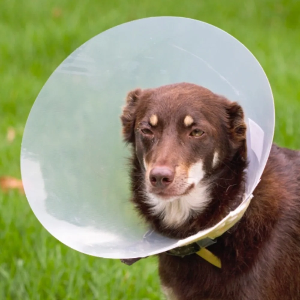 2 used no scratch, recovery collar bought from a vet for my dogs post surgeries